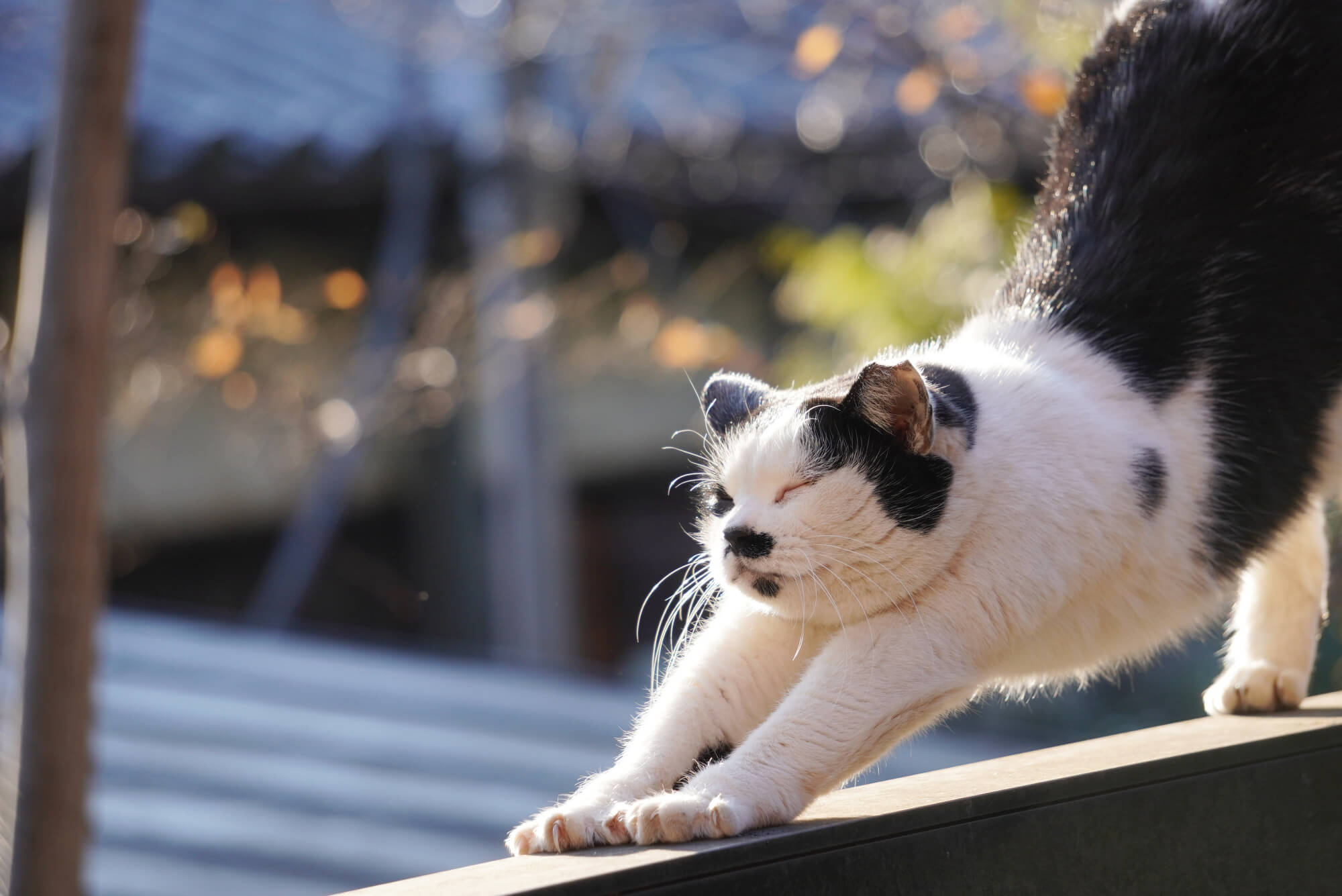友人や家族の家が猫屋敷になってしまった時にできること